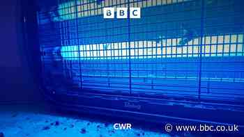 Flies and bad odour misery