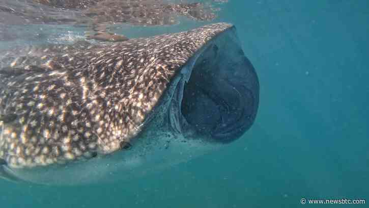 PEPE Whales Move $21 Million Worth Of Coins – Here Are The Destinations