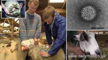 Urgent warning over bluetongue virus: Millions of farm animals are at risk of deadly disease carried to Britain from Europe by midges