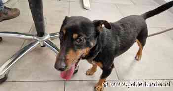 Bijzondere zwartrijder: hondje stapt in de trein en is nu zijn baasje kwijt