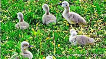 In Calw: Süße Schwanenküken auf Erkundungstour