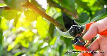 Stadt Kulmbach bittet Anwohner um Rückschnitt von Bäumen und Hecken