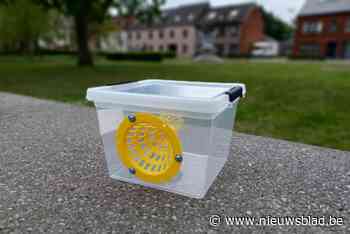 Katelijne bindt strijd aan met Aziatische hoornaars: “We delen vallen uit om de koninginnen te vangen”