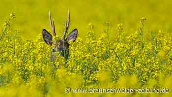 Rehbock verirrt sich in Braunschweig in Mittellandkanal