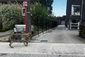 Wolf gesignaleerd in Sint-Job: “Geef hem de ruimte”
