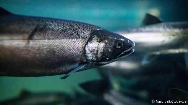 Environment Canada agrees to priority assessment for chemical linked to salmon deaths