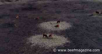 Bill introduced to help Texas cattle ranchers recover from wildfires