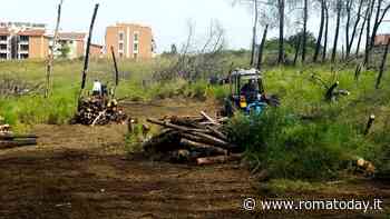 Colle degli Abeti, a tre anni dell'incendio finalmente la bonifica della pineta
