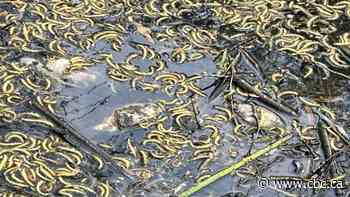 Dead fish found floating in High Park pond, city investigating
