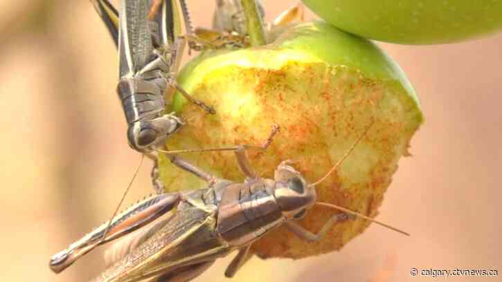 Southern Alberta to see 'upward trend' in grasshopper population this summer
