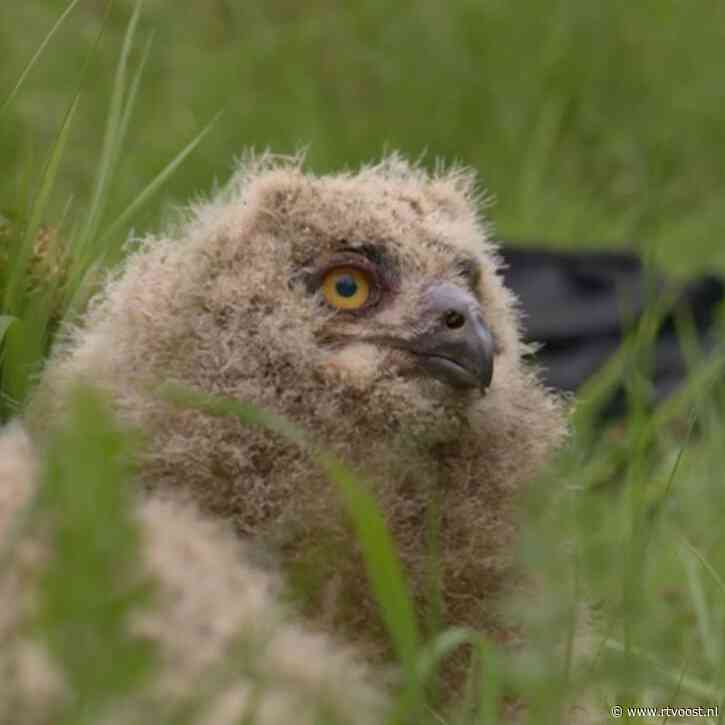 Hengelose oehoes net uit het ei en nu al wereldberoemd