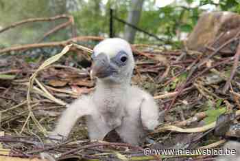 Kuiken bij koppel vale gieren in Planckendael, ouders brengen het groot met opgebraakt voedsel