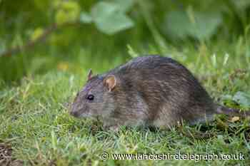 When are rats and mice most active? Impact of human activity