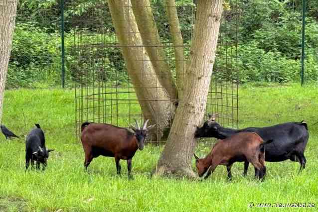 Nieuwe geitjes in weide naast technisch centrum Duffel