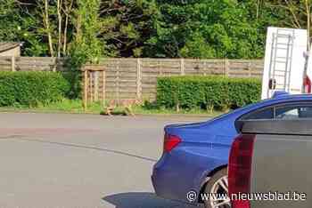 Wolf uit Sint-Job nu ook gespot in Brecht: waarschijnlijk ruikt hij wolvin Emma, maar die zit aan overkant van E19