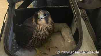 Wanderfalke nach Nacht auf Münchener Polizeiwache wieder auf freiem Flügel