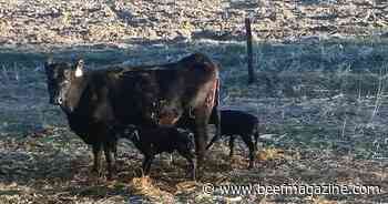 Tips for raising twin calves