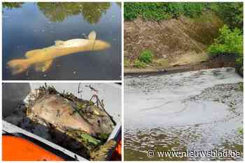Al duizend kilo dode vis en de kadavers blijven bovendrijven: “Ooit was dit prima hengelwater, maar het probleem begon zo’n 15 jaar geleden”