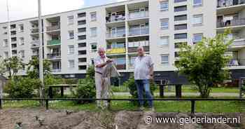 Gemeente schoffelt wéér per ongeluk moestuin om: ‘Bietjes stonden al 3 centimeter boven de grond’