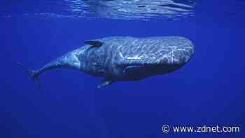 How AI helped scientists find an alphabet in sperm whale sounds