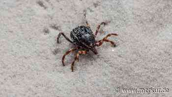 Horror-Zecke bringt tödliches Virus nach Europa – Experten warnen