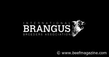 IBBA seeks Executive Vice President