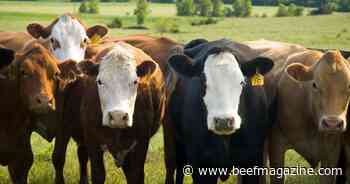 Cull cow prices in 2024