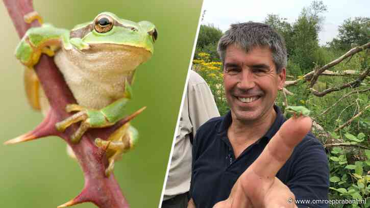 Hoe een groepje studenten ervoor zorgde dat de boomkikker niet uitstierf