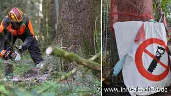 „Anliegen lobenswert, aber ...“ - Darum ist die Baumschutzverordnung erstmal vom Tisch