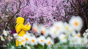 Eisheilige fallen mild aus: Das sollte man jetzt im Garten erledigen