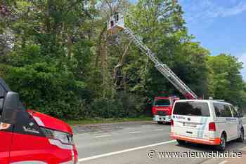 Boom dreigt om te vallen