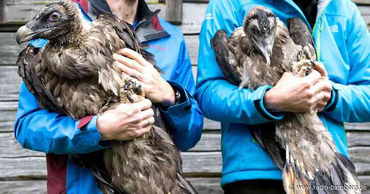 Bartgeier bekommen Zuwachs aus Finnland und Österreich