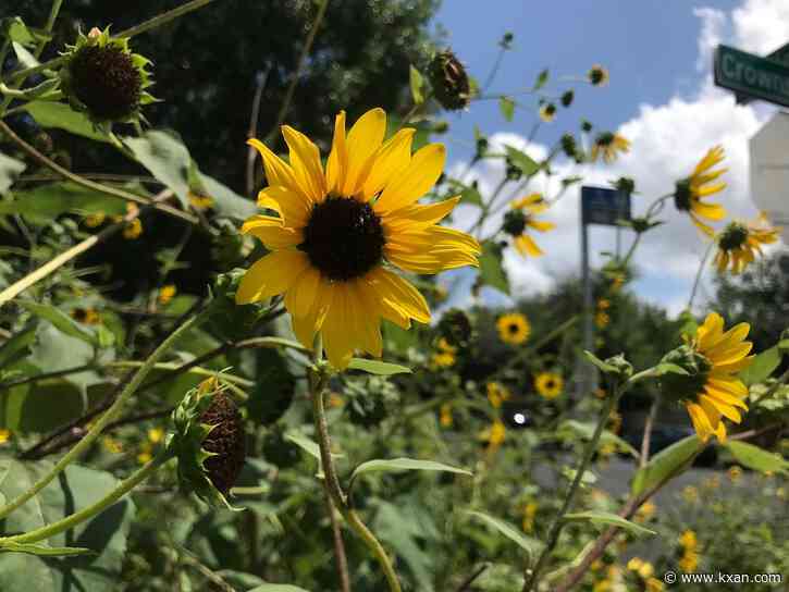 Austinites could get up to $3,000 for switching to 'WaterWise' landscapes