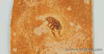 Massive Fossil Donation Helps Brazil’s National Museum Rise From the Ashes