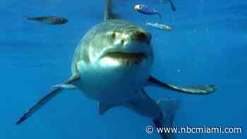 News conference set to discuss shark bite incident treated in West Palm Beach hospital