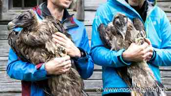 Berchtesgadener Bartgeier bekommen Zuwachs aus Finnland und Österreich