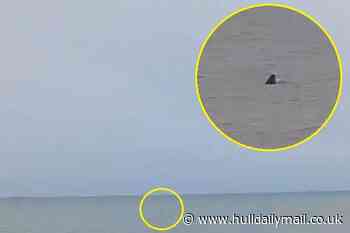 Mum claims to spot 'great white shark' in waters off UK coast - leaving locals too scared to head in water