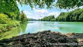 Hilflosen Hund am Wöhrsee entdeckt: Wem gehört das Tier in „schlechter körperlichen Verfassung“?