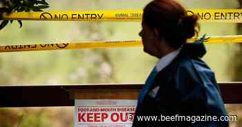 Preparing cattle producers for foreign diseases such as FMD