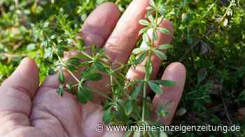 Die wichtigsten Zeigerpflanzen im Garten und was sie über die Bodenqualität verraten
