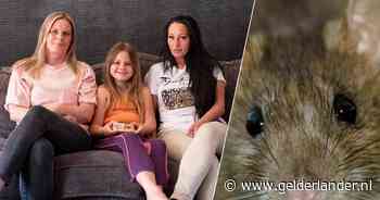 Leven van gezin op zijn kop door muizenplaag: ‘Op bedden, in keukenkastjes, ze zitten overal’