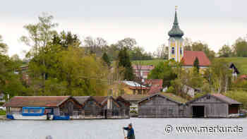 Tote und sterbende Tiere im Staffelsee: Renkenbestand übersteht kritische Phase