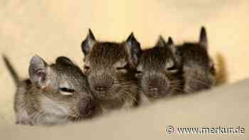 Katze bemerkt Mäuse-Familie nicht: „Mama Maus war heute scheinbar sehr mutig mit ihren Babys …“