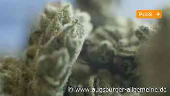 Ärztin soll ihrem Sohn jahrelang zu viel Cannabis verschrieben haben