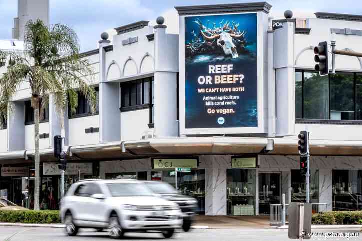Reef or Beef? Animal Agriculture Is Killing Corals