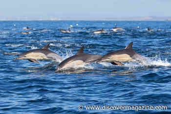 Much Like Humans, Dolphin Pods Have Complex Social Structures