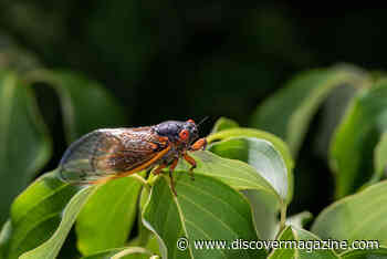From Orange-Spotted to Striped, There Are 7 Different Cicada Species