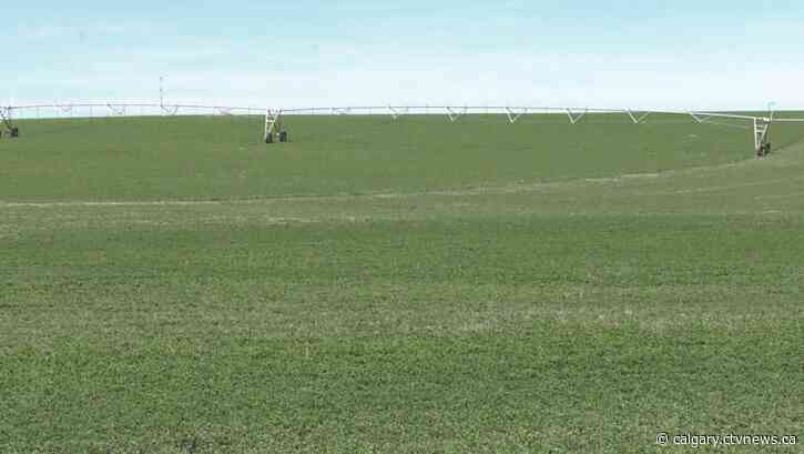Southern Alberta farmers optimistic after recent
