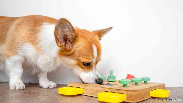 Grab pet toys on sale during Amazon Pet Day and maximize your furry friend's fun