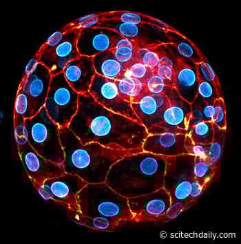 The Contractile Forces of Life: New Discovery Reshapes Our Understanding of Embryo Formation